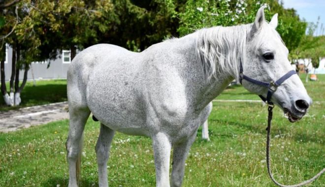 Jandarmeria Română oferă spre adopţie un cal în vârstă de aproape 18 ani