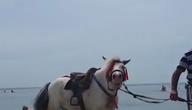 Ponei salvaţi după ce au fost chinuiţi pe plajă, pentru fotografii