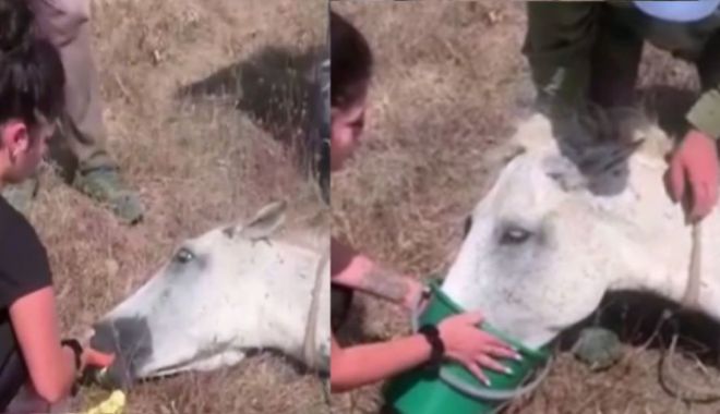 Un cal abandonat în soare, pe un câmp din Constanța, a fost salvat de oameni cu suflet - cal-1660748474.webp