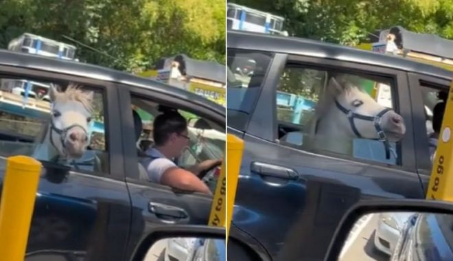Imagini virale: O femeie și-a urcat calul în mașină și a mers la fast-food să-i cumpere înghețată - cal-1673781181.jpg
