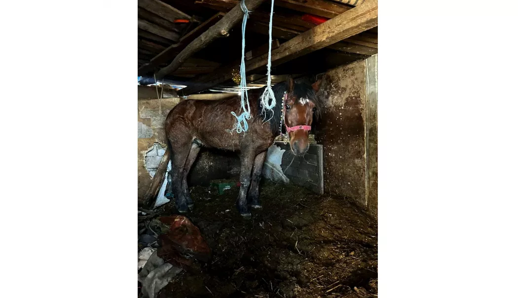 Recidivist arestat după ce și-a spânzurat câinele și și-a bătut calul. În trecut a incendiat un alt animal - cal-1772640377.webp
