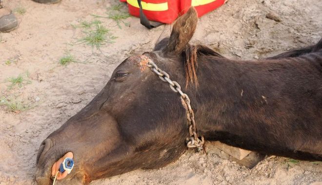 Un cal sălbatic din Delta Dunării a fost chinuit îngrozitor de un localnic
