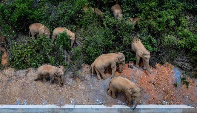 Călătoria celor 15 elefanţi urmărită pe tot globul are în spate o poveste tristă - calatoria2-1623320357.jpg