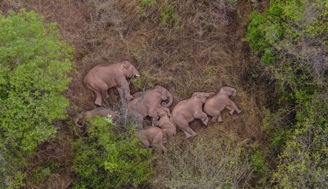 Călătoria celor 15 elefanţi urmărită pe tot globul are în spate o poveste tristă - calatoria3-1623320368.jpg