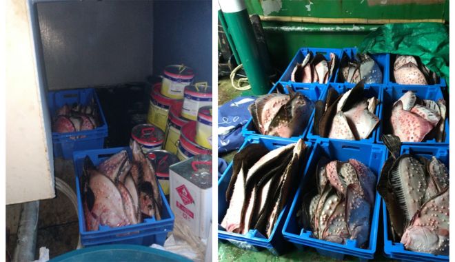 Captură în Portul Tomis: sute de kilograme de calcan, găsite pe un pescador - calcansursagardadecoasta-1584386869.jpg
