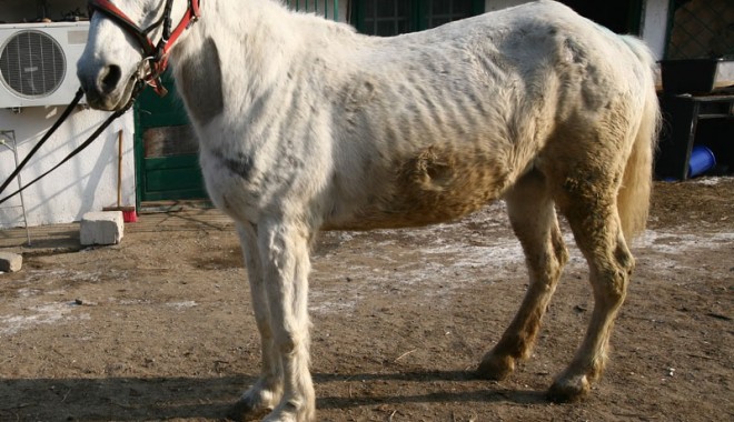 Calul lui Făt Frumos era iapă - calfatfrumos-1337020132.jpg
