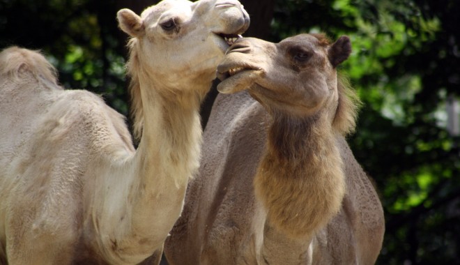 Mami,  de ce locuim la zoo? - camila-1371782119.jpg