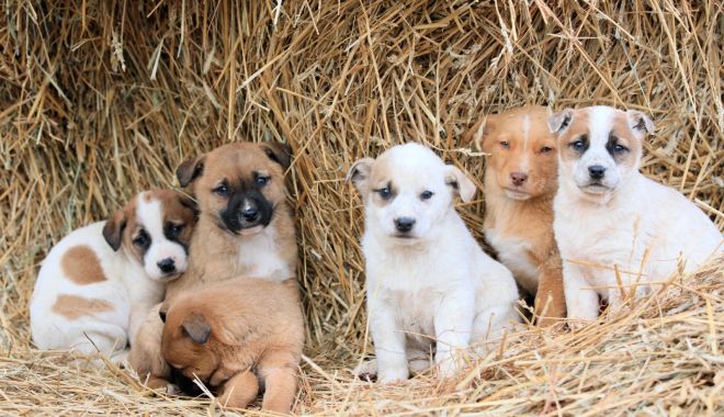 Iubești animalele? Ce trebuie să faci ca să adopți un câine - campania-1580333124.jpg