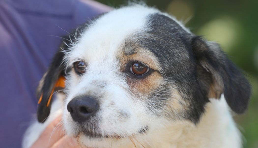 Campania „Adoptă un cățel”. Peste 400 de suflete așteaptă să găsească cămine - campanie-adoptie-1722241723.jpeg
