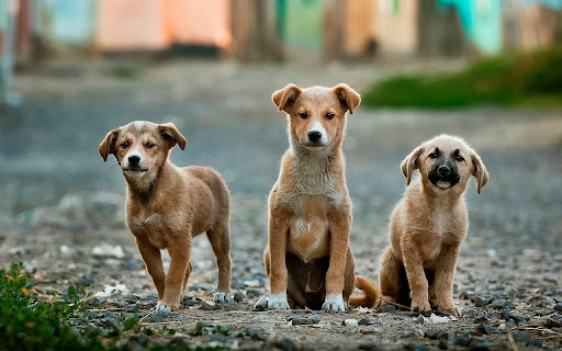Câinii abandonați se înmulțesc, dar unii proprietari refuză sterilizarea gratuită oferită de autorități - campanie-sterilizare-1773383817.webp