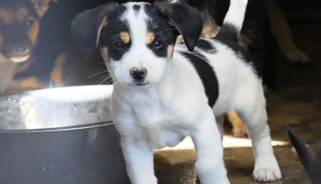 Tu poți fi șansa lui la viață! Campanie de adopţie a câinilor - campaniecaini-1602870874.jpg