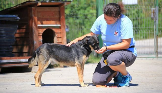 Campanie de sterilizare gratuită a câinilor din comuna 23 August - campaniedesterilizare-1599755761.jpg