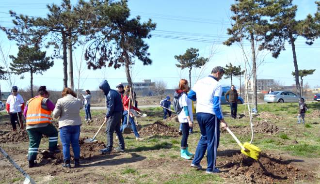 Mangalia se înverzește în acest week-end - campanieplantarecopacimangalia-1447441272.jpg