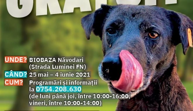 Campanie de sterilizare gratuită a animalelor fără stăpân în oraşul Năvodari - campaniesterilizarenavodari-1621840758.jpg