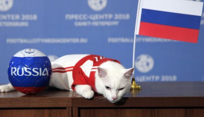 VIDEO. Cupa Mondială de fotbal 2018: Motanul Ahile prezice victoria din meciul de deschidere - campionatdefotbalahilepisica9559-1529061737.jpg