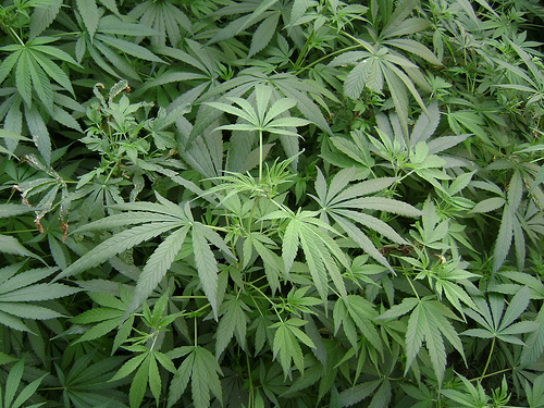 Cultură de cannabis, descoperită de polițiști și procurorii DIICOT - canabis-1310969678.jpg
