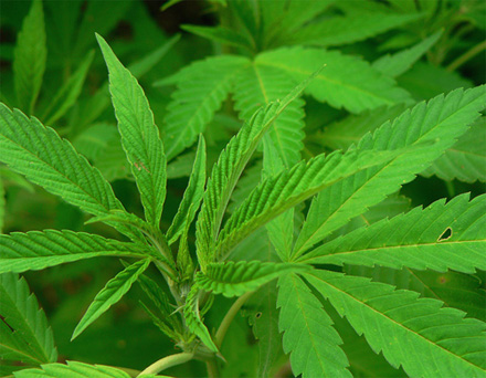 Cultură cannabis în garsonieră - canabis-1342625501.jpg
