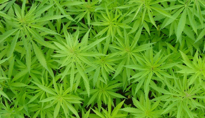 Cultură de cannabis într-o garsonieră de la 