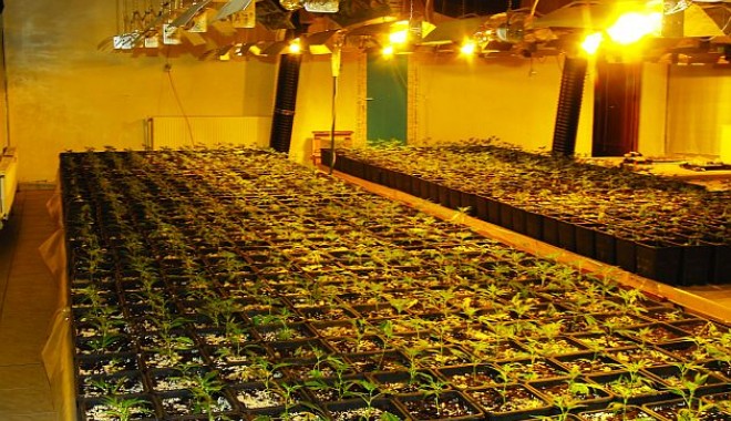 Culturi de canabis, identificate în șapte apartamente - canabis-1360837709.jpg