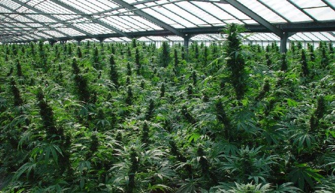 Consumul de CANABIS a devenit LEGAL! Află mai multe! - canabis-1364907380.jpg