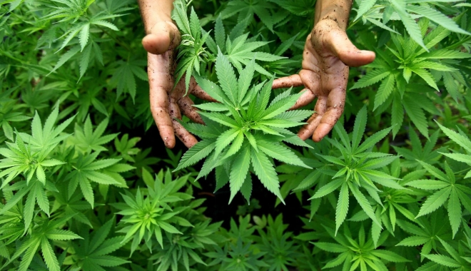 Mexicul a legalizat consumul de canabis în scop medical - canabis-1493473059.jpg