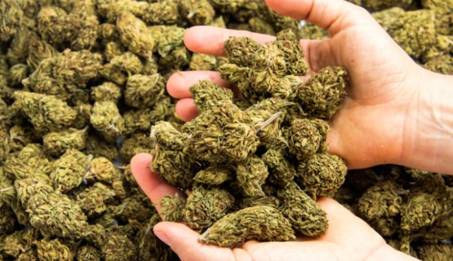 Lidl a început să vândă cannabis. În ce magazine se găsește produsul - canabis-1525443385.jpg