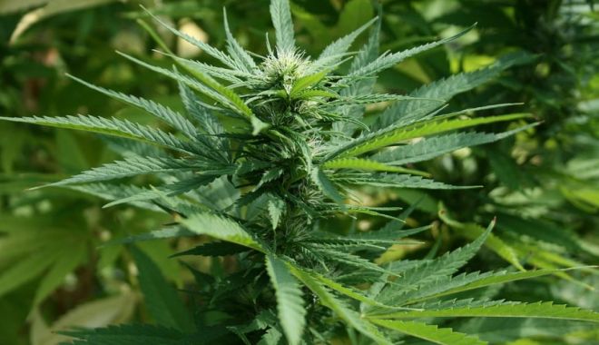 Record mondial stabilit de poliția spaniolă după ce a confiscat o cantitate uriașă de canabis - canabis-1667755967.jpg