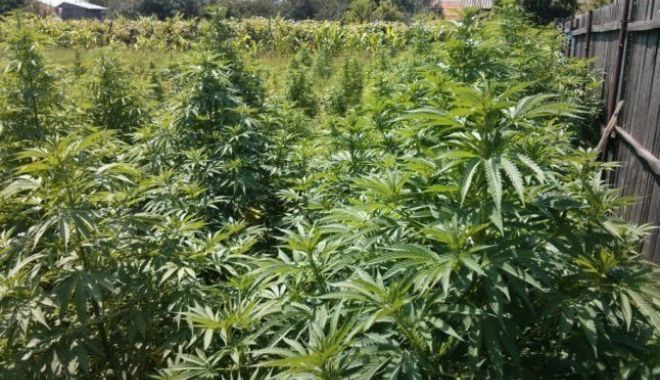 Aproape 1,3 tone plante de canabis, confiscate de procurorii DIICOT; 3 persoane au fost reţinute - canabis-1696266278.jpg