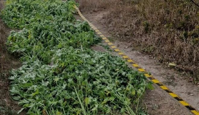 Fost procuror prins cu plantație de canabis în podgorie. Folosea planta pentru o „plăcintă tradițională” - canabis-1696511380.jpg