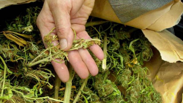 Încercau să introducă ilegal în țară 10 kilograme de droguri - canabis90148000-1345203991.jpg