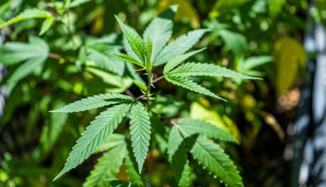 Thailanda legalizează cultivarea canabisului în gospodării - canabislegal-1643202610.jpg