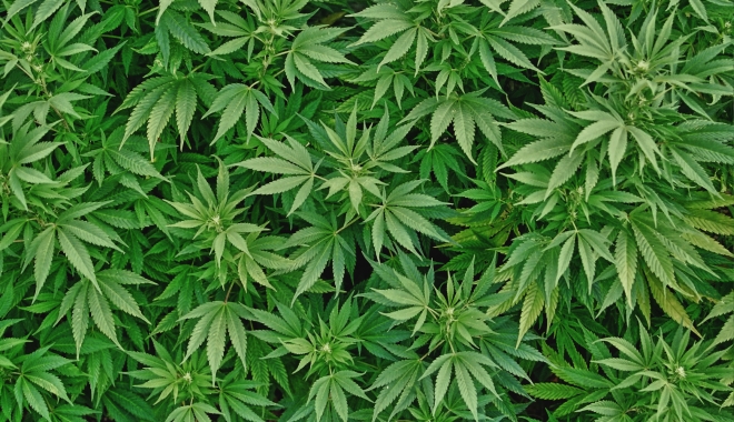 CAPTURĂ IMPRESIONANTĂ DE CANABIS. O femeie a fost reținută - canabismarijuanaromania-1491922343.jpg