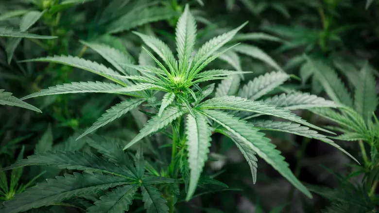 Prinși cu zeci de kilograme de cannbis! Ce spun polițiștii români - canadalegalizedmarijuana20181012-1540045539.jpg