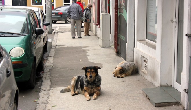 CE FACEM CU MAIDANEZII DIN CONSTANȚA? Când începe adopția câinilor - candincepeadoptia1-1389282081.jpg