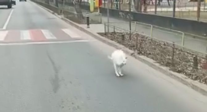Cangurul lui Nuțu Cămătaru, filmat pe străzile din capitală. A fugit din curte când îngrijitorul îi făcea curat