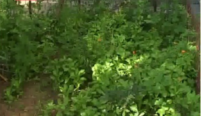 INCREDIBIL / Cultură de cannabis în centrul CONSTANȚEI - cannabis-1339569559.jpg