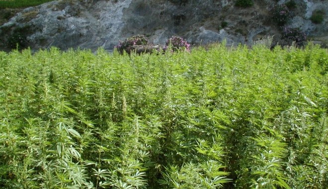 Plantație de canabis, descoperită de polițiști - cannabis-1349764972.jpg
