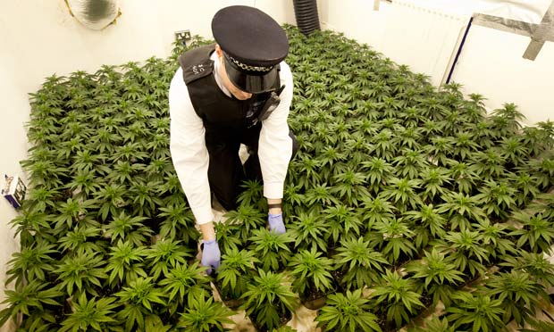 New Yorkul autorizează cannabisul în scopuri medicale - cannabis-1404811005.jpg