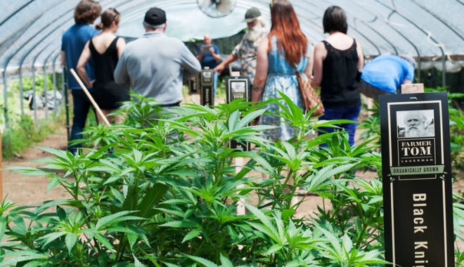 Undă verde la cannabis.  Încă o țară europeană anulează interdicțiile privind cultivarea - cannabis-1487772387.jpg
