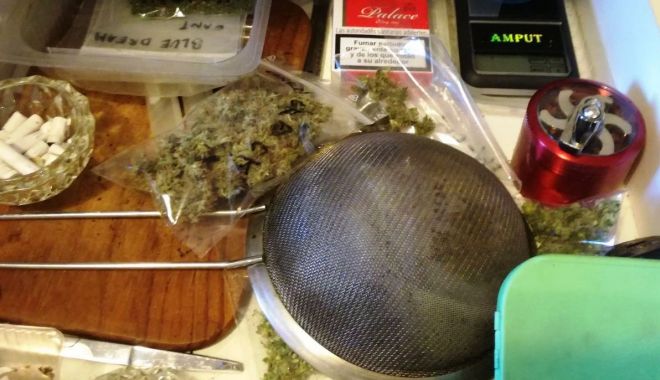 Tânăr din Constanța, arestat pentru că avea o cultură de cannabis în apartament - cannabis-1517998714.jpg