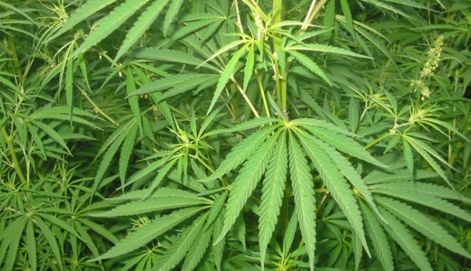 O țară europeană aprobă consumul de cannabis în scopuri terapeutice - cannabis182752700-1359567604.jpg
