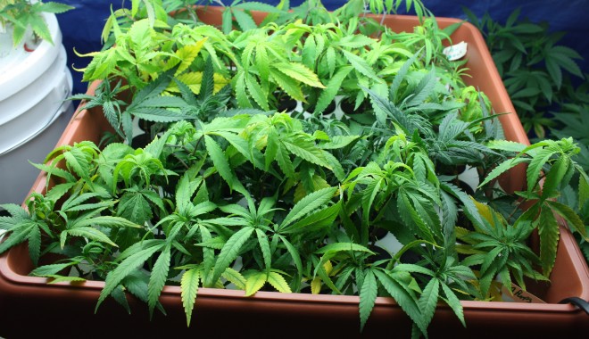 Reținuți pentru că dețineau microsere de cannabis - cannabisclonesinbox-1356101572.jpg
