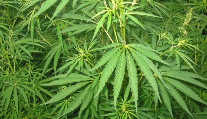 Tineri prinși cu cannabis la Vama Veche - cannabiscrop11342186761-1342510065.jpg