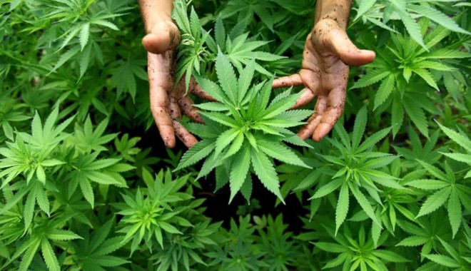 Fermă de cannabis în județul Constanța - cannabisdorobantu-1362756151.jpg