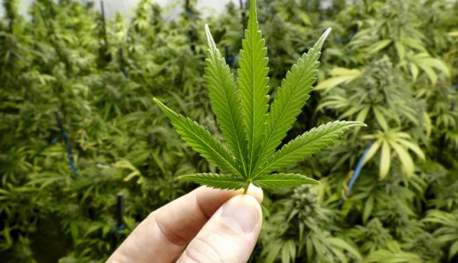 CULTURĂ INDOOR DE CANNABIS, DESCOPERITĂ DE POLIȚIȘTI - cannabisforbeginners51243694llar-1551363348.jpg