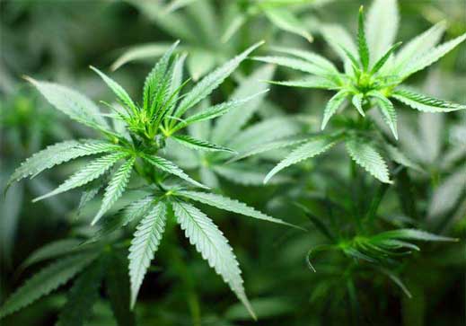 Soldaţii ucraineni cer legalizarea canabisului medicinal pentru a le alina suferinţa răniţilor