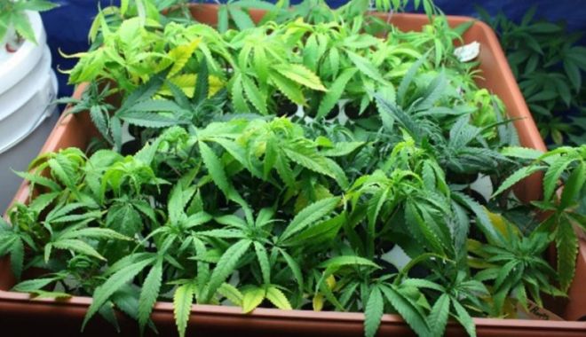 Cultură de cannabis, într-un apartament din Murfatlar - cannabissursaportalism-1582232741.jpg