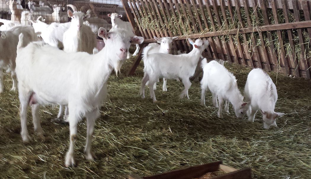 Focar de pestă a micilor rumegătoare în localitatea Sinoie. Au fost sacrificate peste 200 de capre - capre-1721832653.jpg