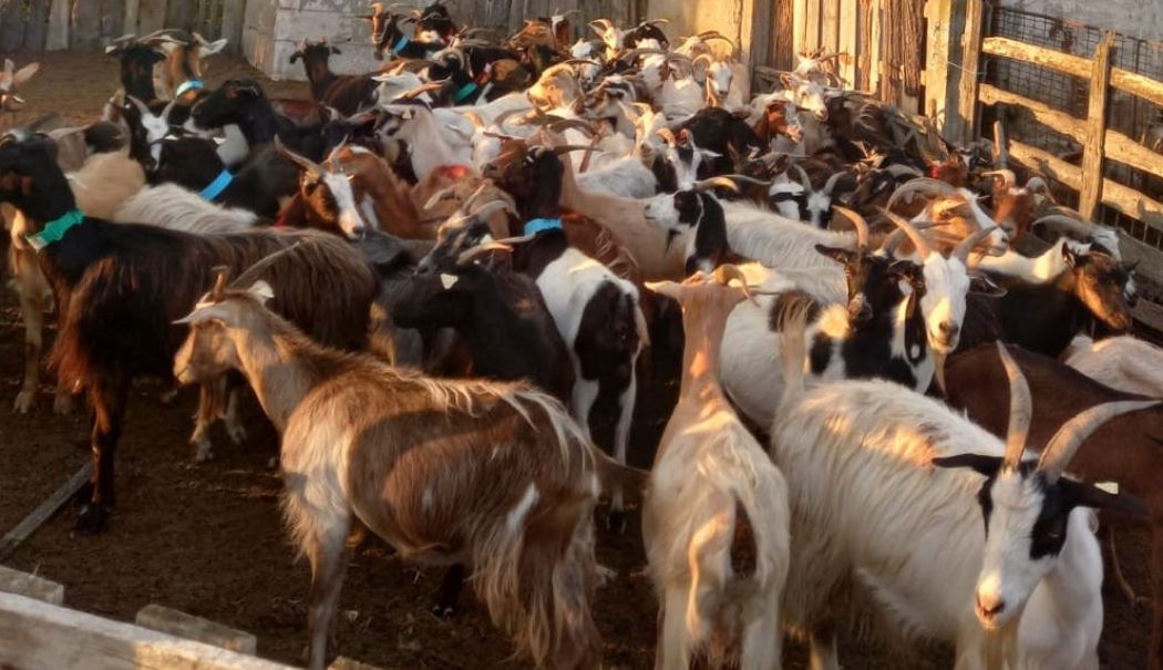 Se instituie zonă de protecție în jurul focarului de pesta micilor rumegătoare în localitatea Stejaru