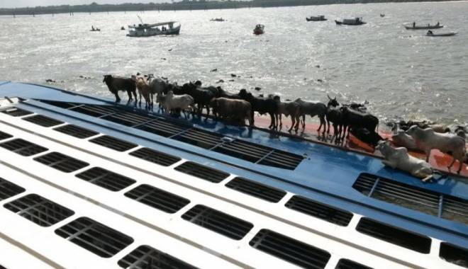 O navă cu 5.000 de vite s-a scufundat în Brazilia - capsizedlivestockcarrier68hunu90-1444232948.jpg